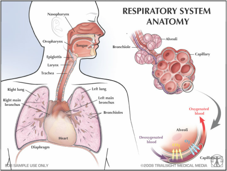 Anatomy - the respiratory system