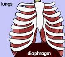 Quizzes - the respiratory system